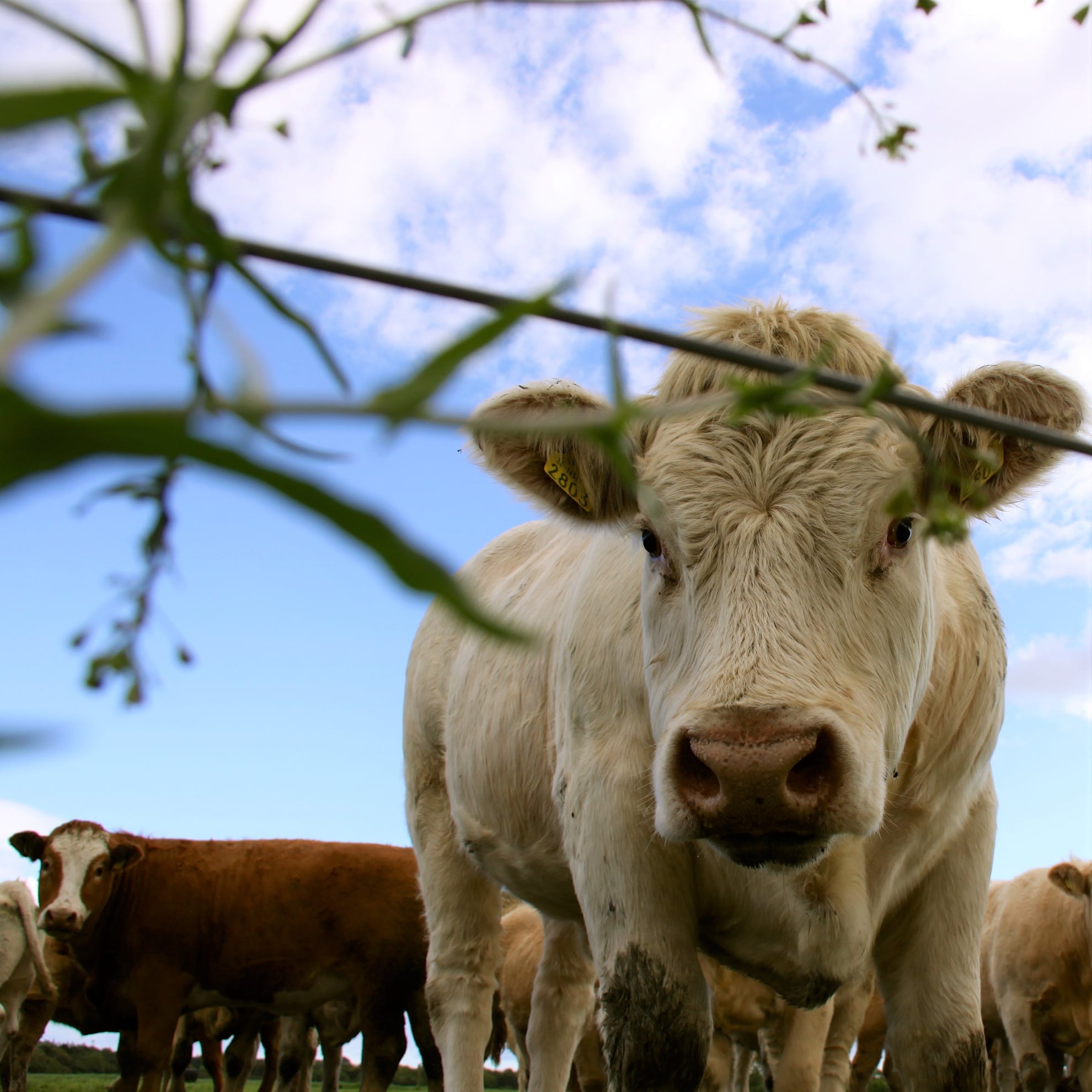 Foto: EU Food and Farming