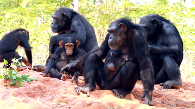 Două maimuțe bonobo au un pui cu care nu sunt înrudite/FOTO: Getty