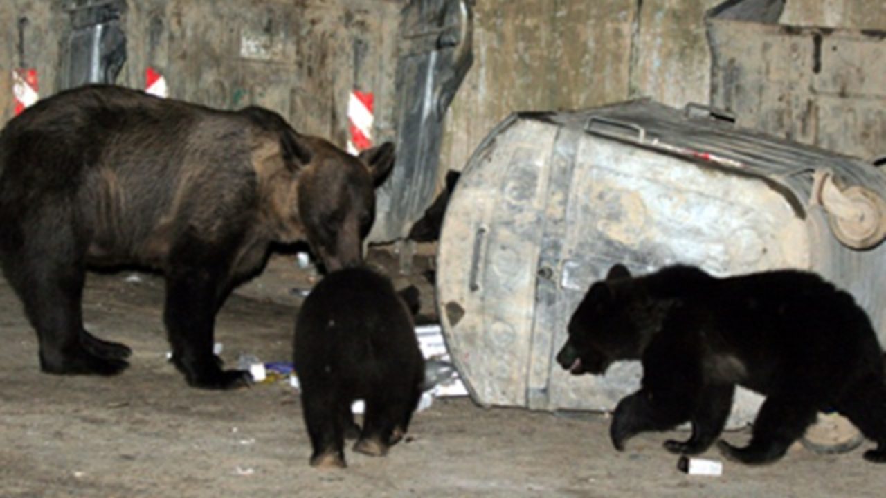 Urşii agresivi ar putea fi tranchilizaţi şi relocaţi sau împuşcaţi. / Foto: newsbv.ro