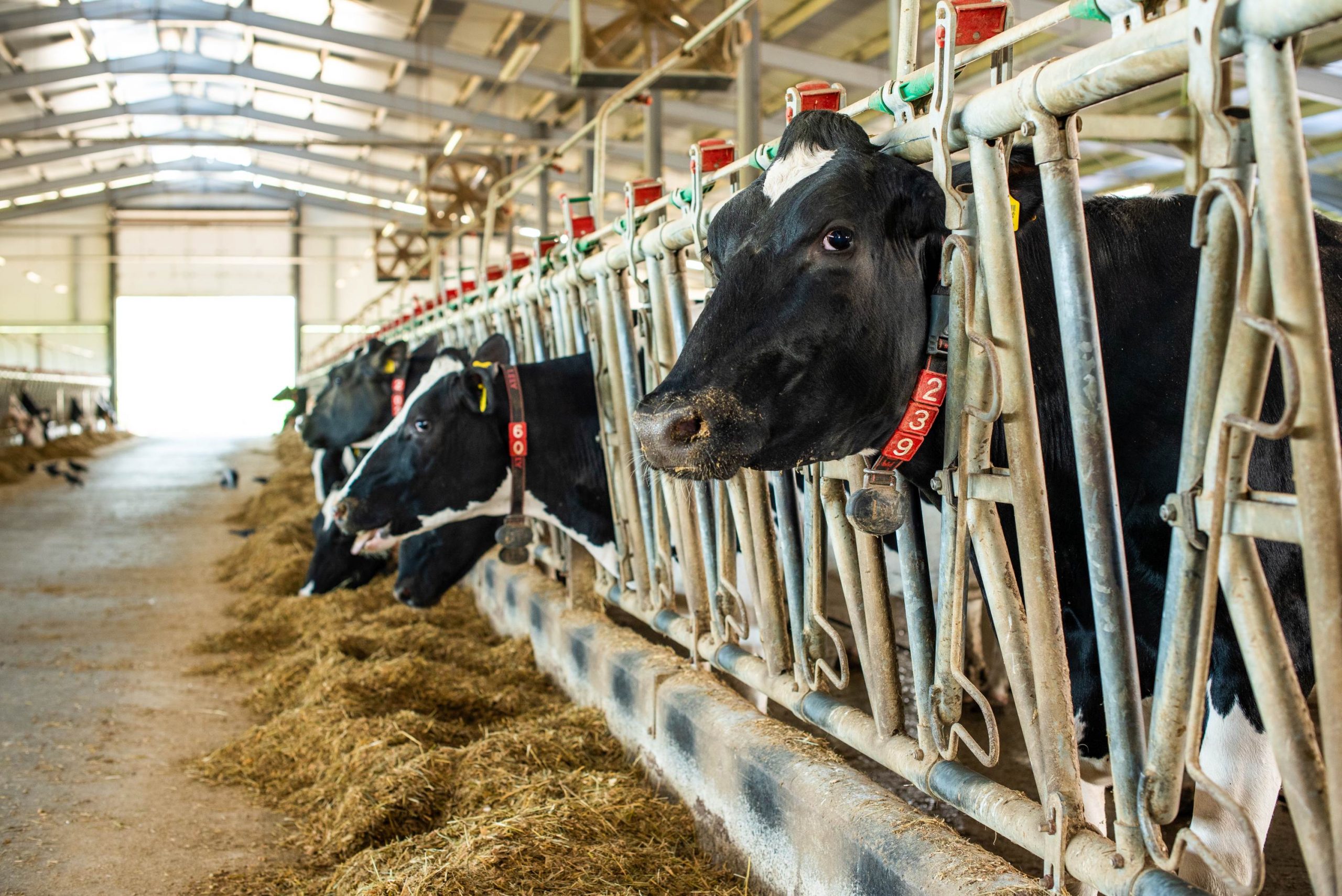 Ajutorul de stat în sectorul creşterii animalelor în 2022: 96 de milioane de lei/foto: centana