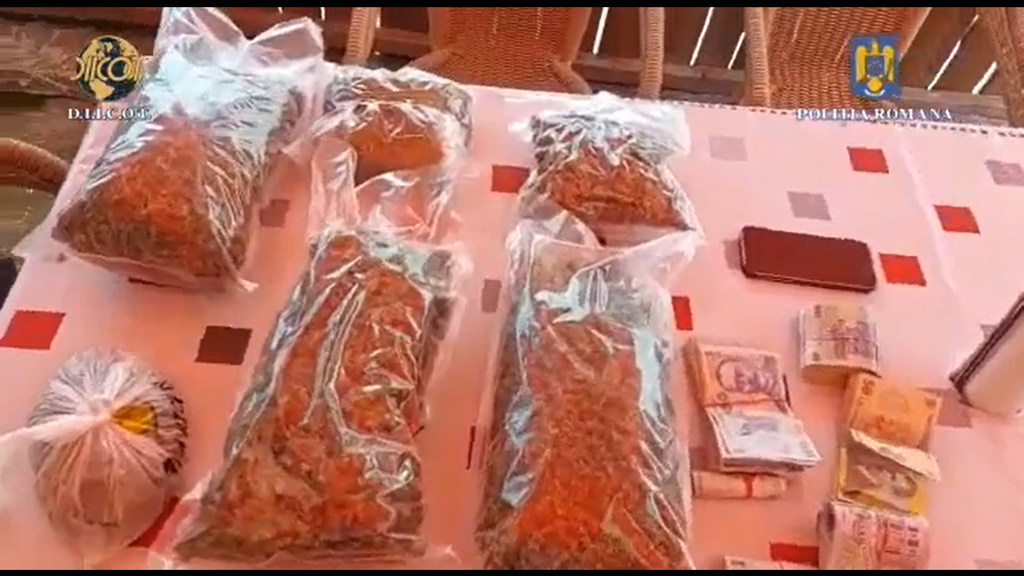Plantație de cannabis, pistoale, aur și bani, găsite de polițiști în urma unor percheziții. / Foto: captură video