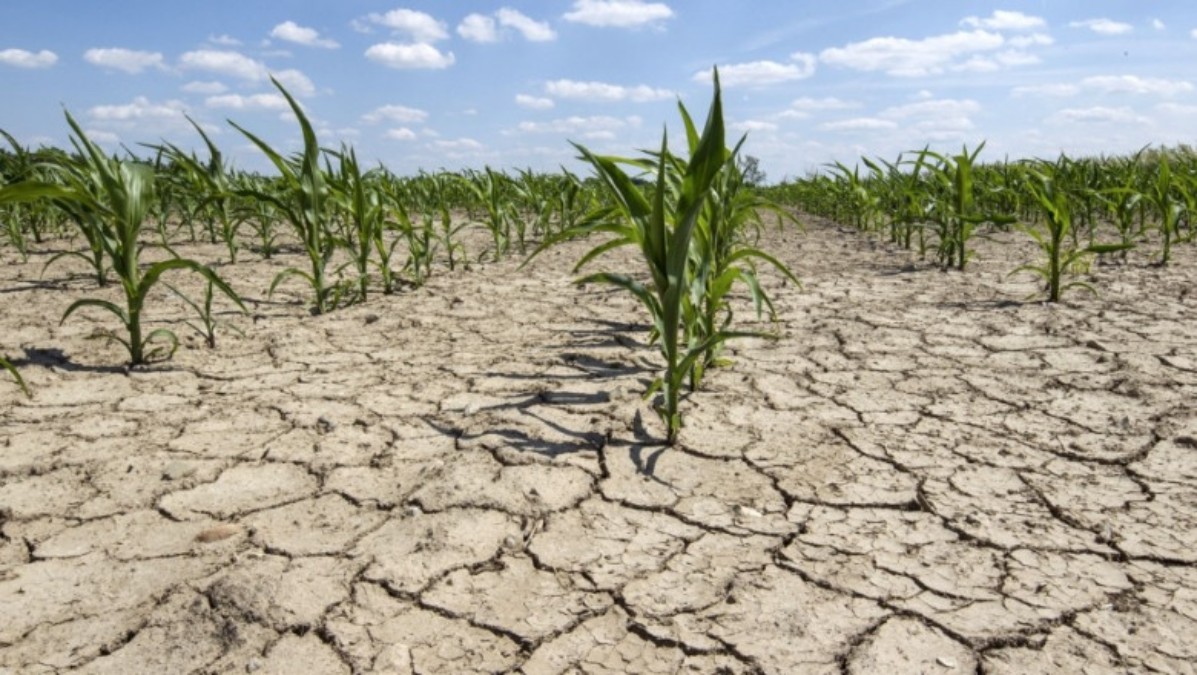 Secetă, imagine cu caracter ilustrativ - Foto: Facebook/ Ministerul Agriculturii