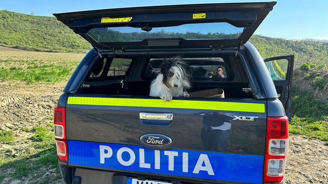 Un câine a fost dus departe de casă cu mașina și abandonat pe câmp, pe raza comunei Racova. - Foto: Poliţia Judeţeană Bacău