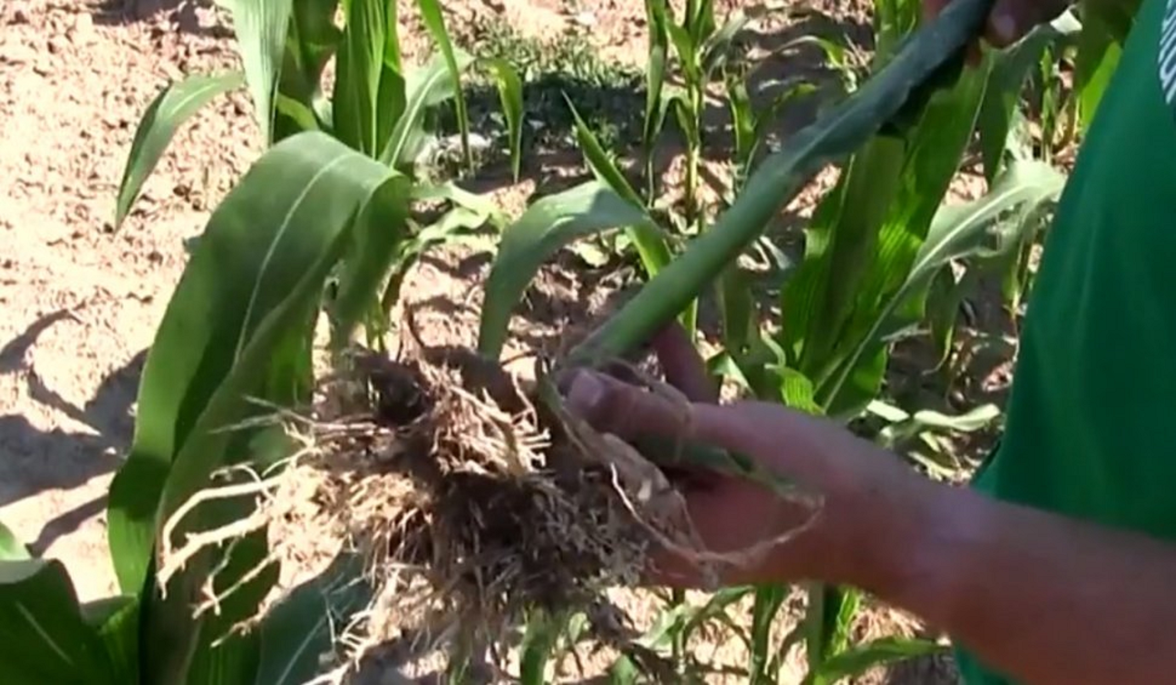 Seceta a distrus culturile. Fermierii cer ajutorul statului pentru a salva agricultura Foto: Antena 3
