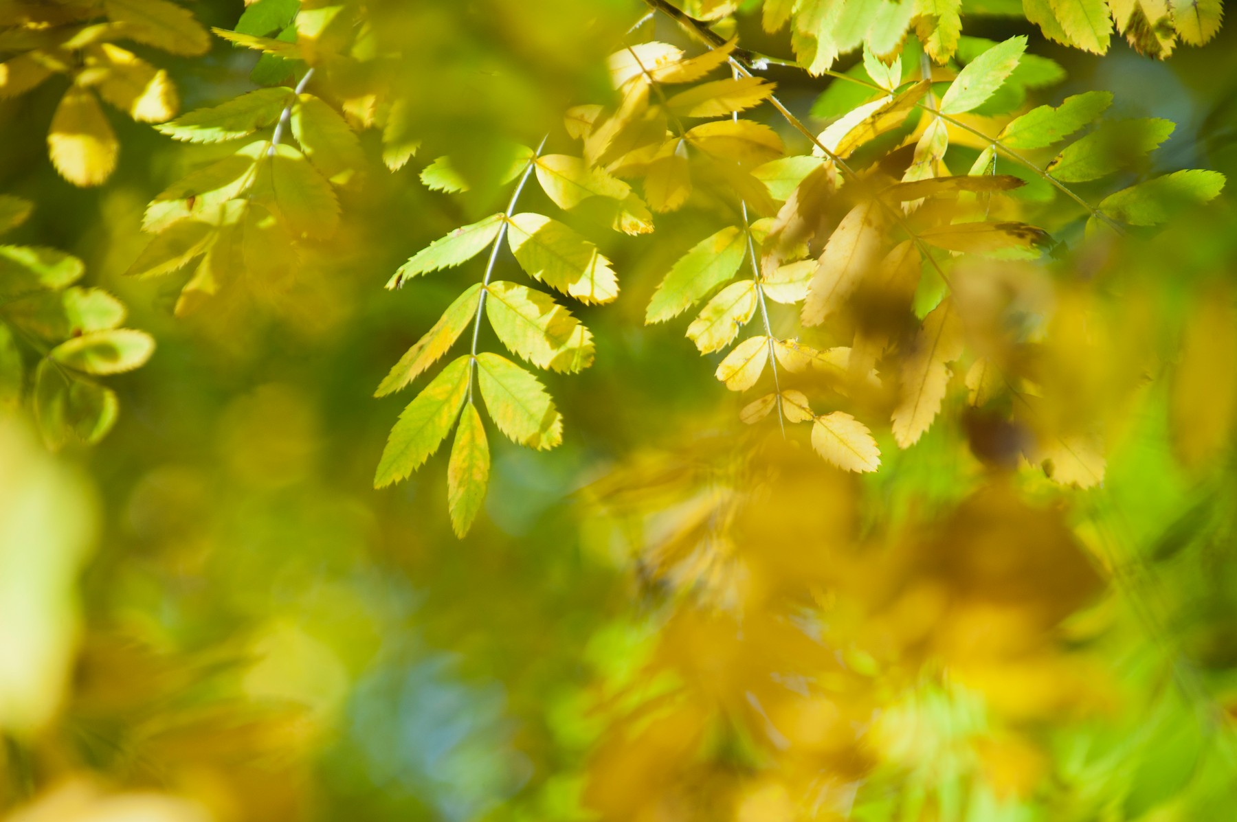 Ce temperaturi vor fi în luna septembrie și octombrie. Meteorologii vin cu vești bune Foto: Profimedia Images (fotografie cu caracter ilustrativ)