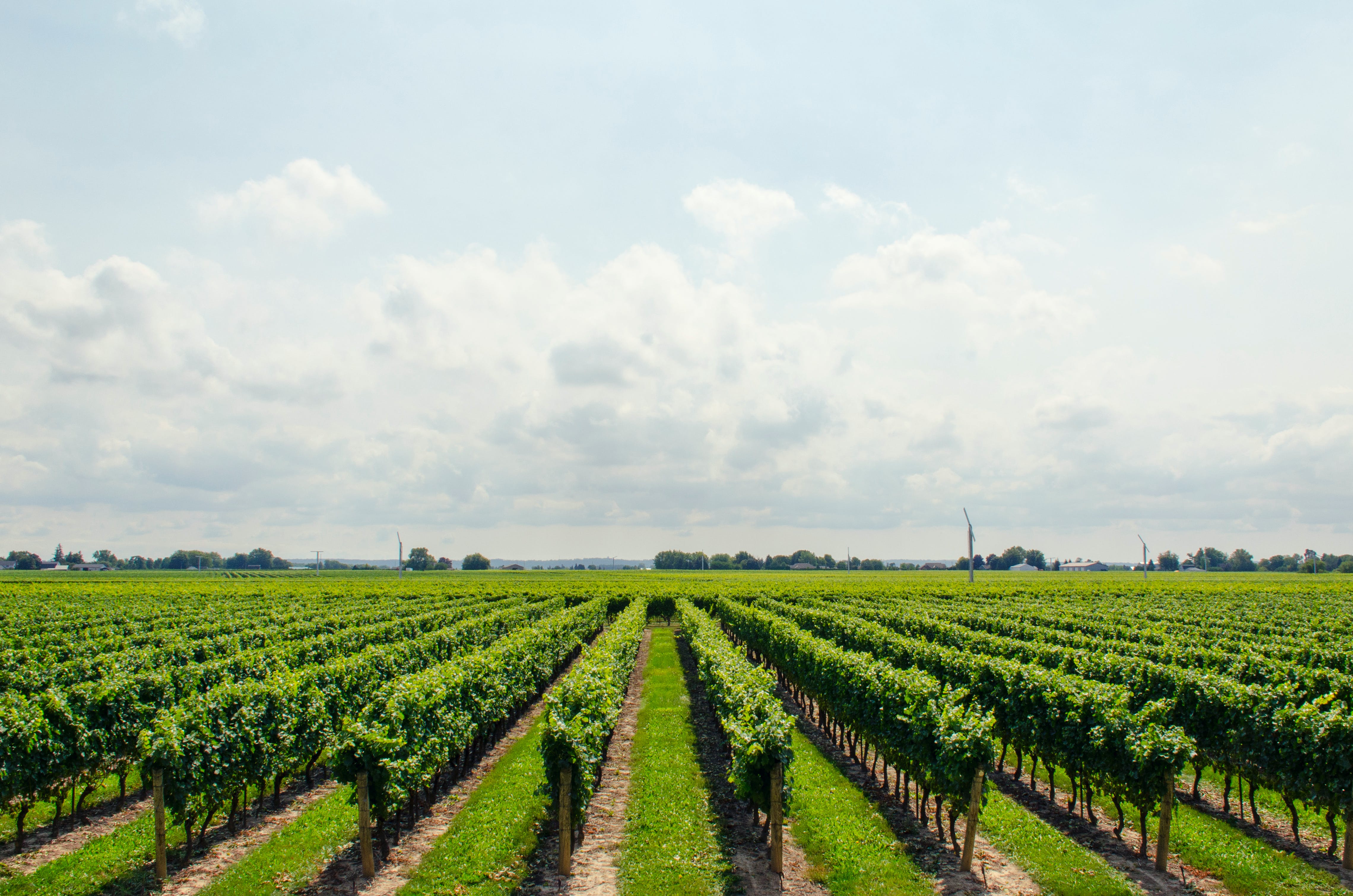 Anul acesta a fost cea mai slabă producție de vin din ultimii 60 de ani. De ce au scăzut cantitățile Foto: Pexels (fotografie cu caracter ilustrativ)
