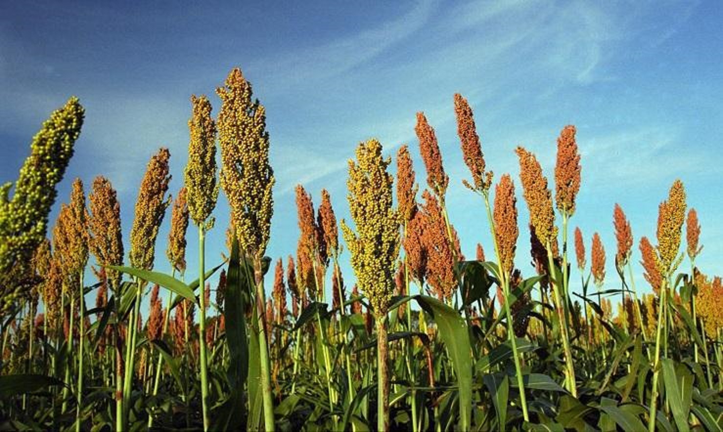 Care este planta care ar putea salva culturile agricole din România de la secetă. Folosită ca nutreț Foto: Botoanistii.ro
