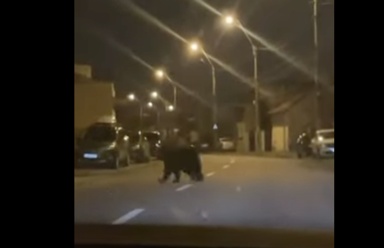 VIDEO Alertă în Ploiești după ce un urs s-a plimbat nestingherit prin oraș. Ce au făcut autoritățile - Foto: Captură video/ Youtube