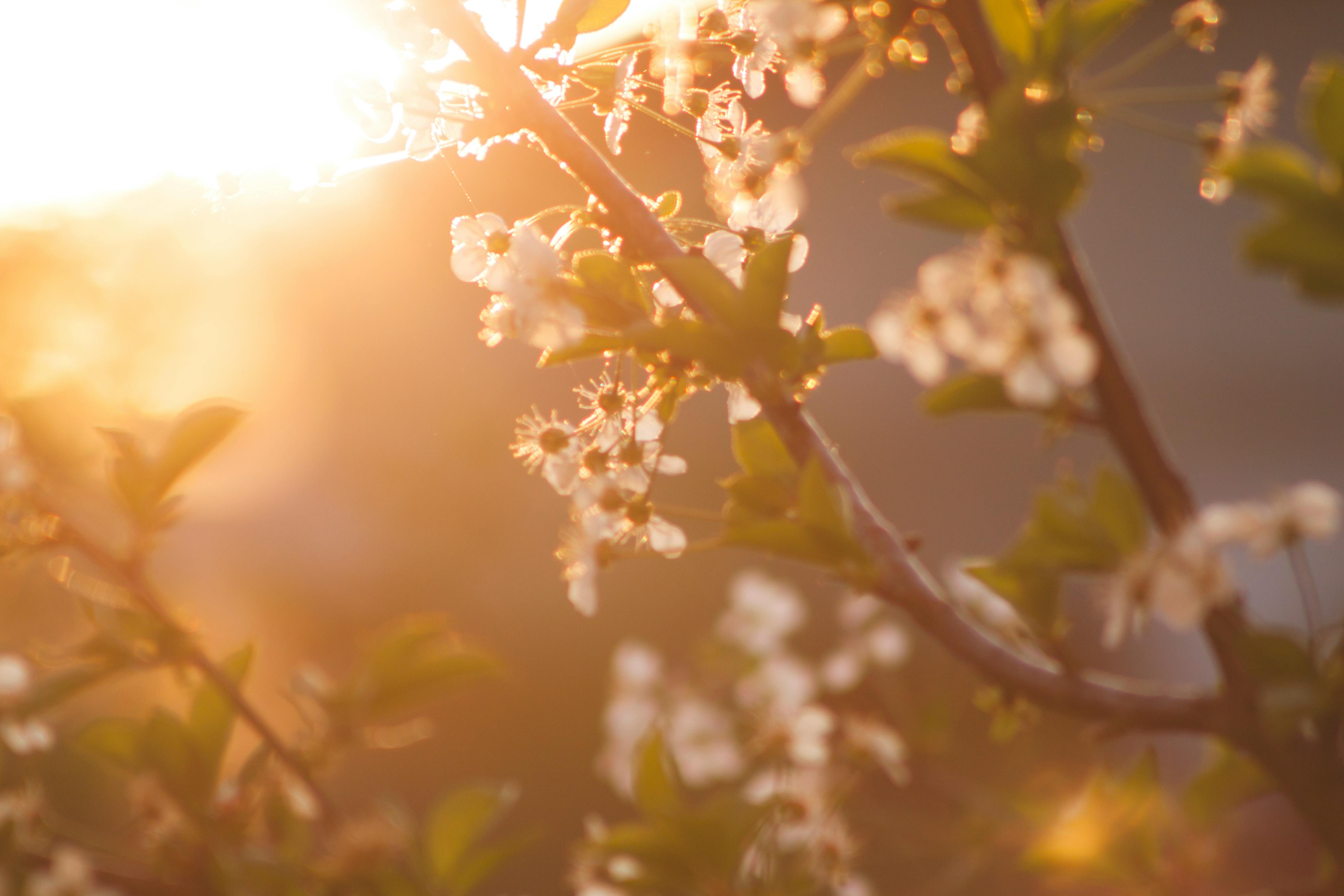 Meteorologii au anunțat când vine căldura. Va fi mai cald decât în mod obișnuit în aprilie Foto: Pexels (fotografie cu caracter ilustrativ)