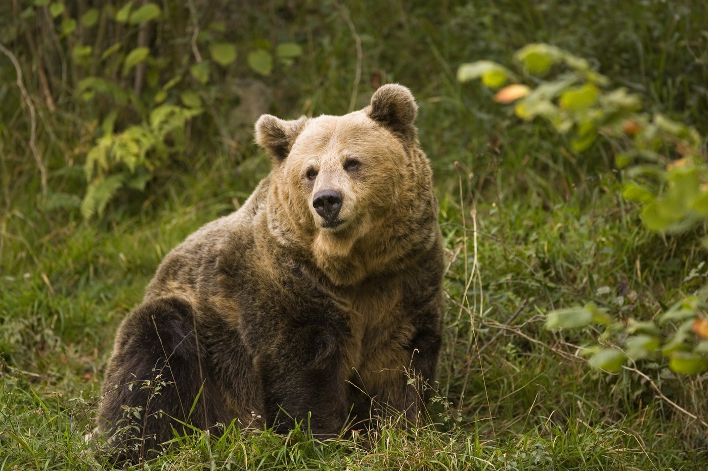 Ministrul Mediului a solicitat CE reevaluarea stării de conservare a populaţiei de urs brun - Foto: Profimedia Images/ Imagine cu caracter ilustrativ