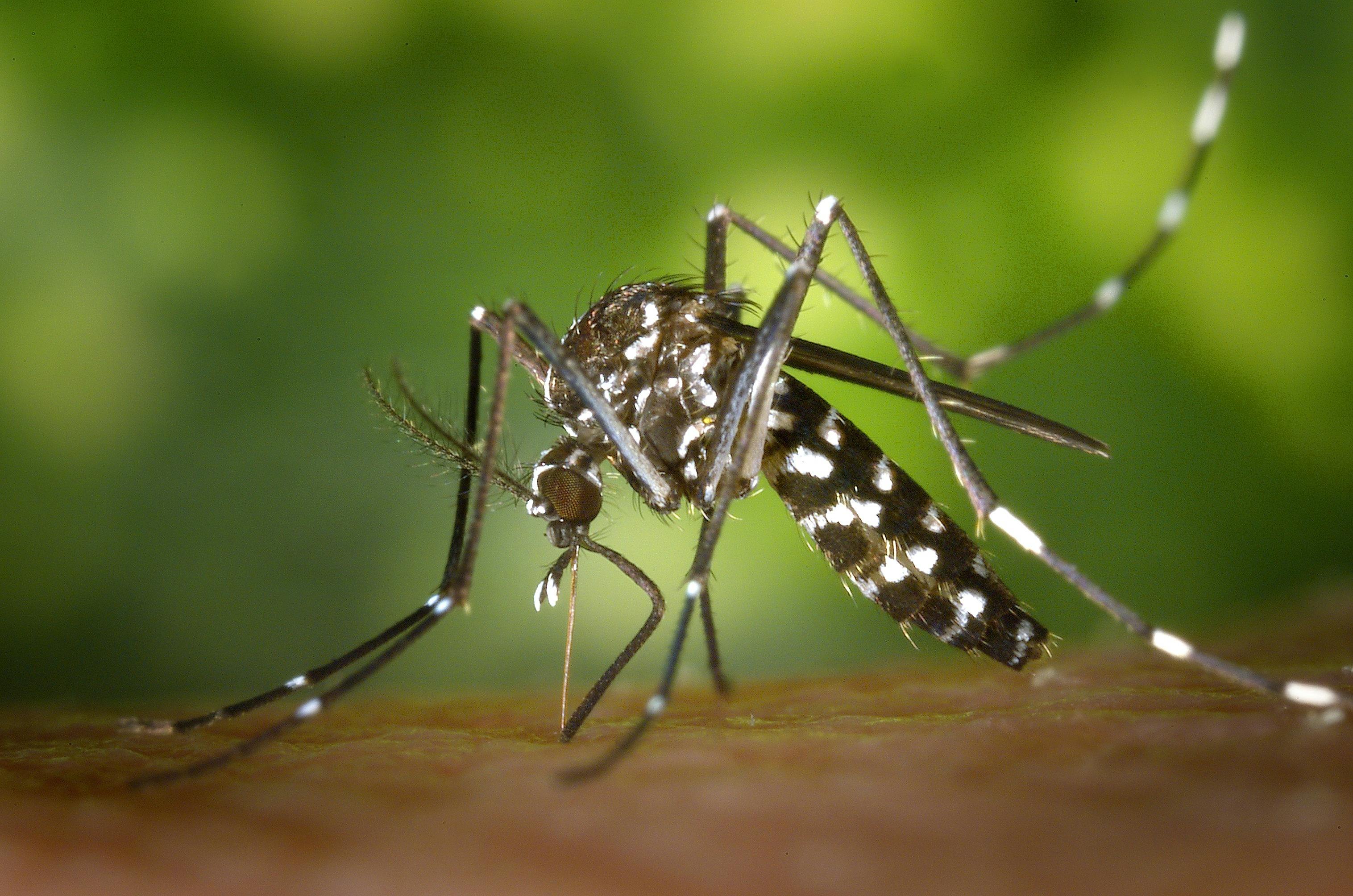 Au apărut noi specii de țânțari și sunt la granița cu România. Înțepătura lor poate produce epidemii Foto: Pexels (fotografie cu caracter ilustrativ)