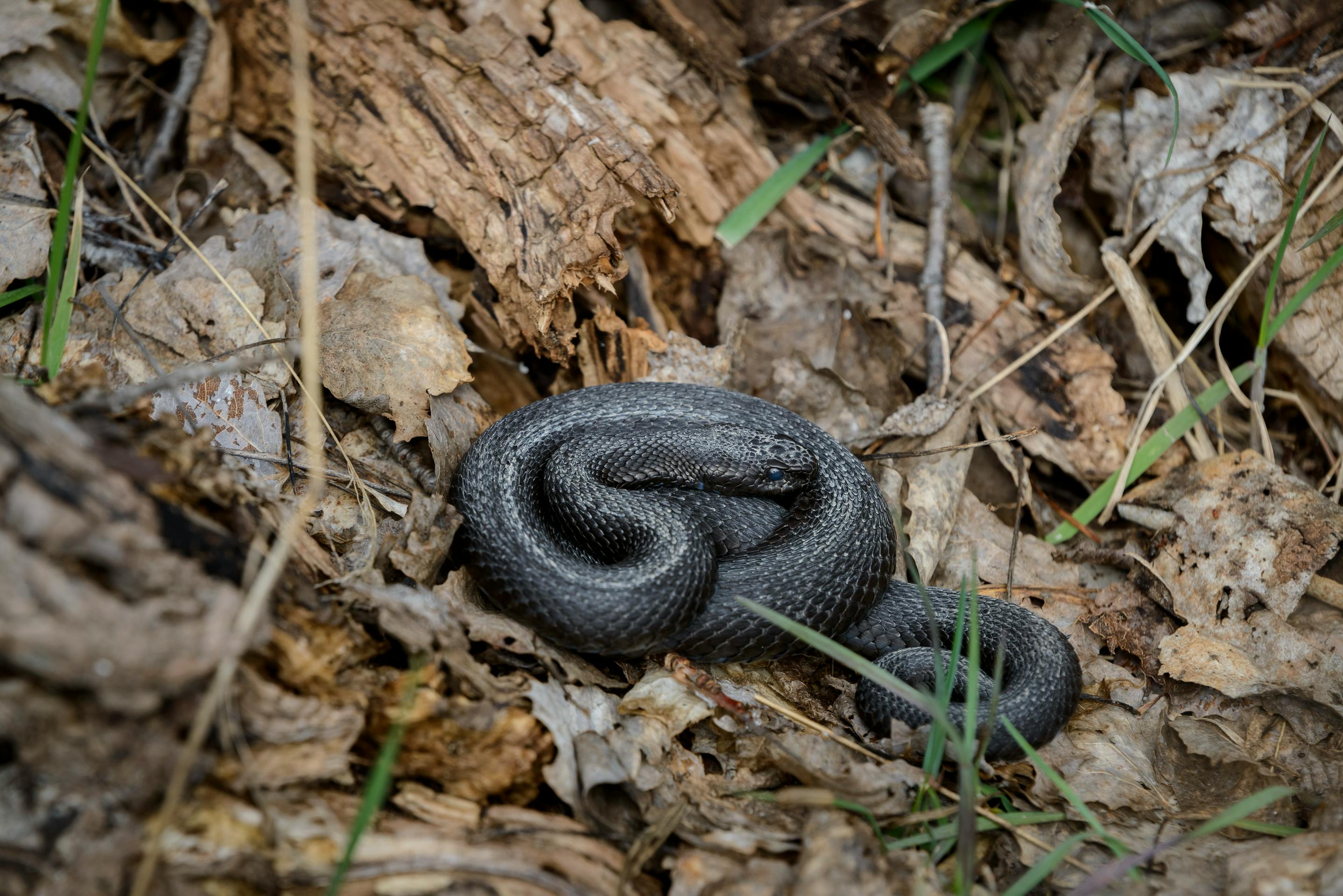 Șerpii veninoți ajung în gospodăriile românilor. Reptilele sunt extrem de periculoase Foto: Pexels (fotografie cu caracter ilustrativ)
