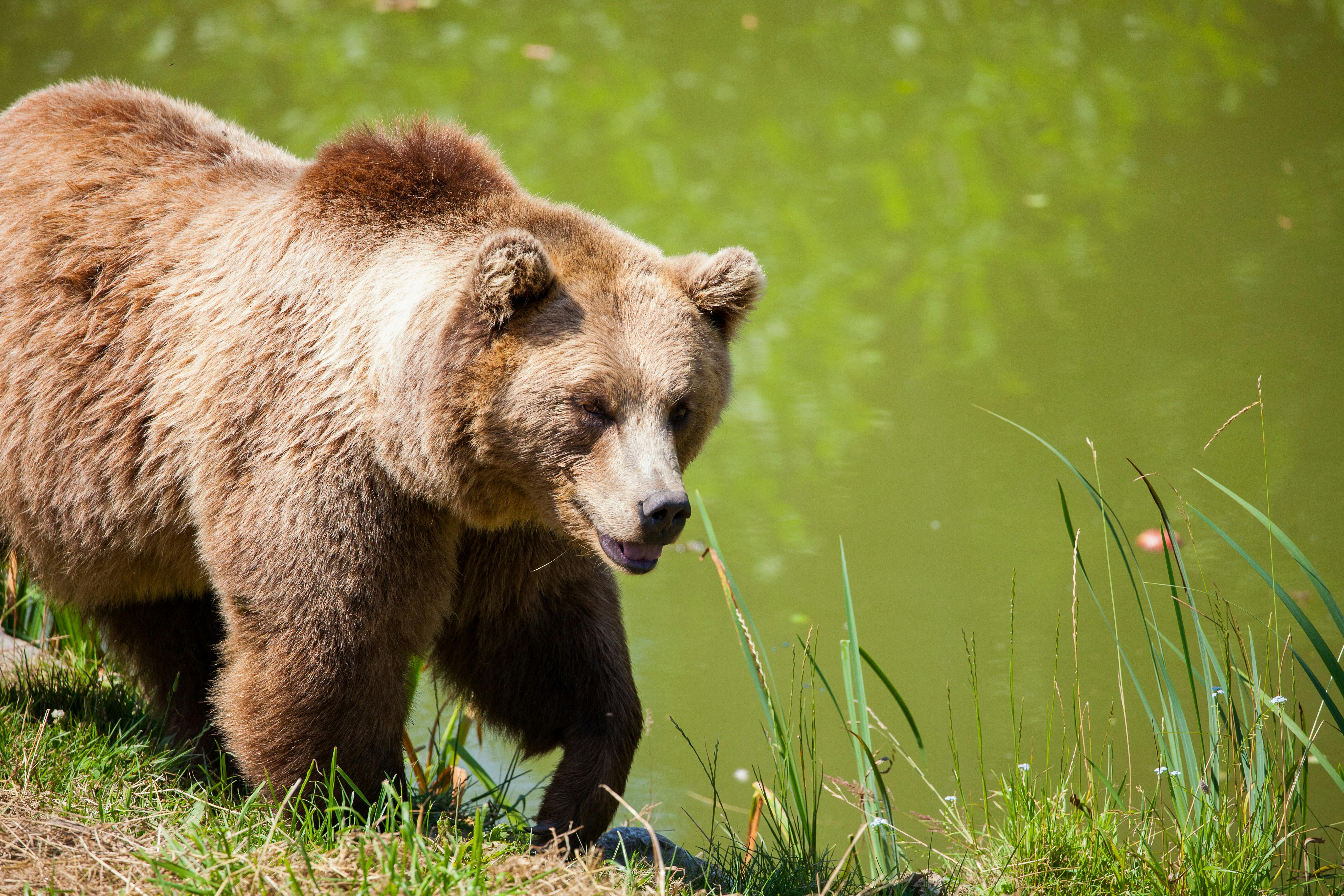 Parc din Pitești, evacuat după ce a fost semnalată prezența unui urs. Animalul nu a fost găsit - Foto: Pexels.com (Imagine cu caracter ilustrativ)