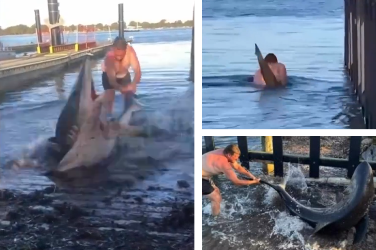 Un bărbat a dispărut în adâncuri după ce a salvat un rechin de 3 metri eșuat pe mal: Tati, nu! - Foto: X/ @7NewsSydney