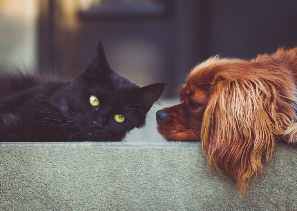 Amenzi de până la 3.000 lei pentru proprietarii de câini și pisici. Ce trebuie neapărat să dețină? - Foto: Istock / imagine cu rol ilustrativ