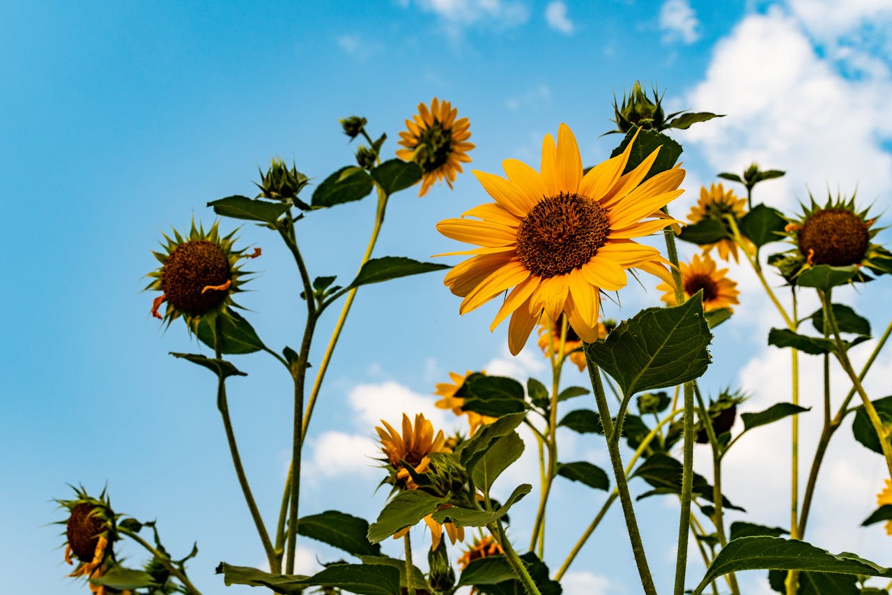 Se scumpește uleiul? Canicula a pârjolit floarea soarelui. Cea mai slabă recoltă din ultimii 15 ani! - Foto: pexels.com/Brett Sayles - Imagine cu rol ilustrativ