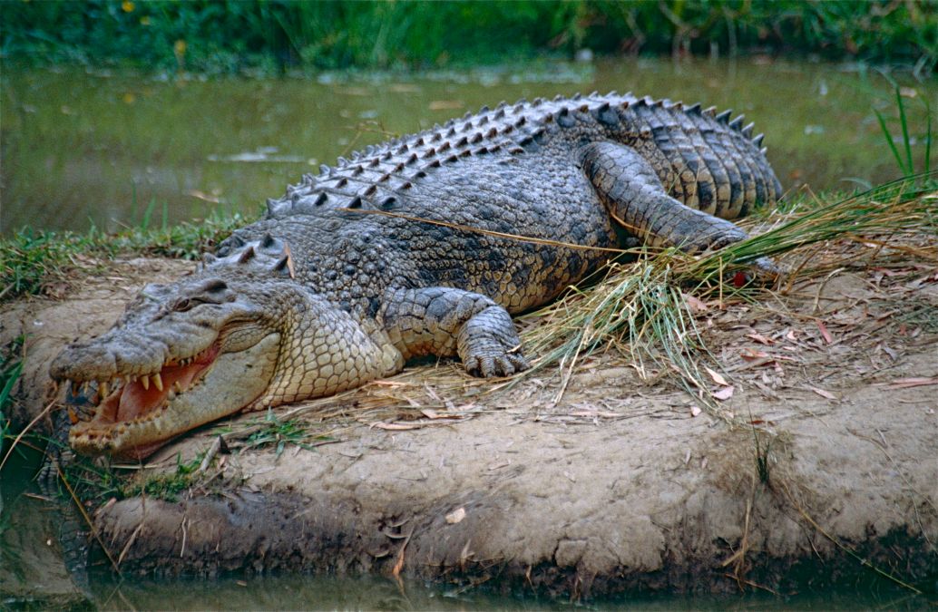 O contabilă a căzut peste un crocodil. De ce a vomitat acesta - Foto: Flickr/Bernard DUPONT