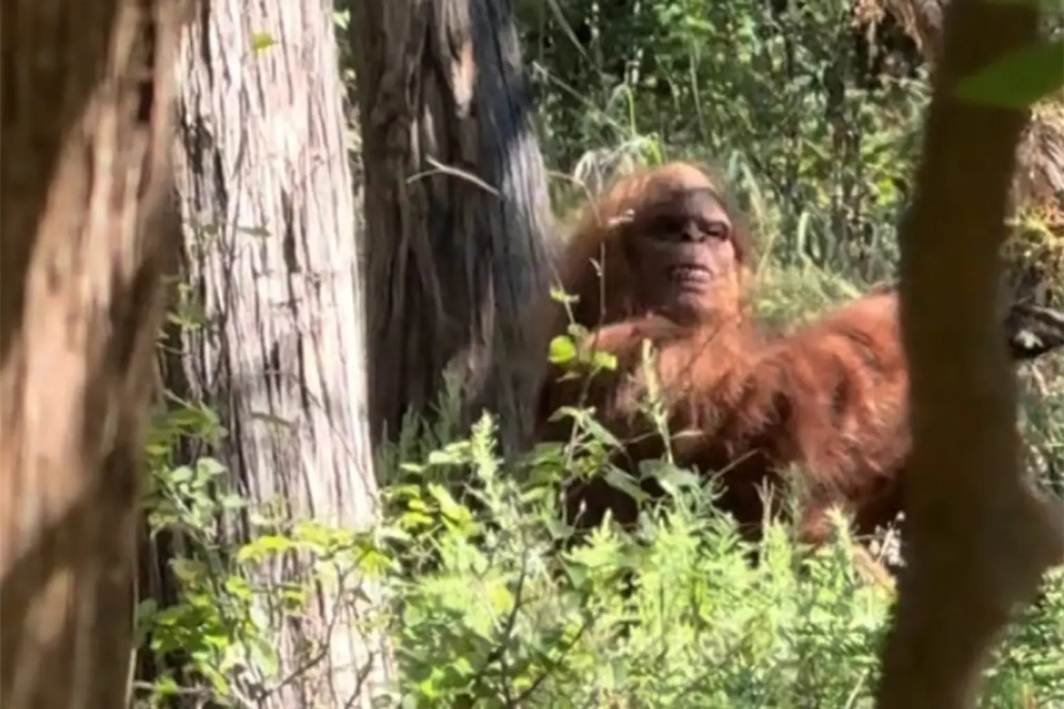 Expediție încheiată cu o tragedie! Doi bărbați au murit după ce l-au căutat pe Bigfoot - Foto: BZI / imagine cu rol ilustrativ