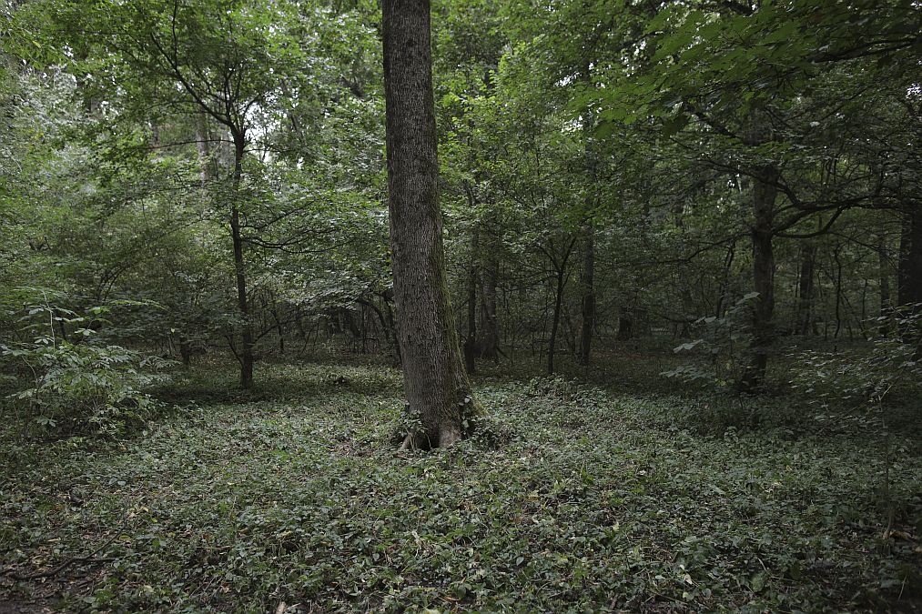 De ce devine Pădurea Băneasa arie naturală protejată? Cine deţine acum domeniul acesta? - Foto: INQUAM PHOTOS/Octav Ganea
