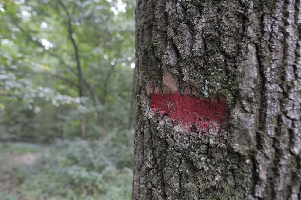 De ce devine Pădurea Băneasa arie naturală protejată? Cine deţine acum domeniul acesta? - Foto: INQUAM PHOTOS/Octav Ganea