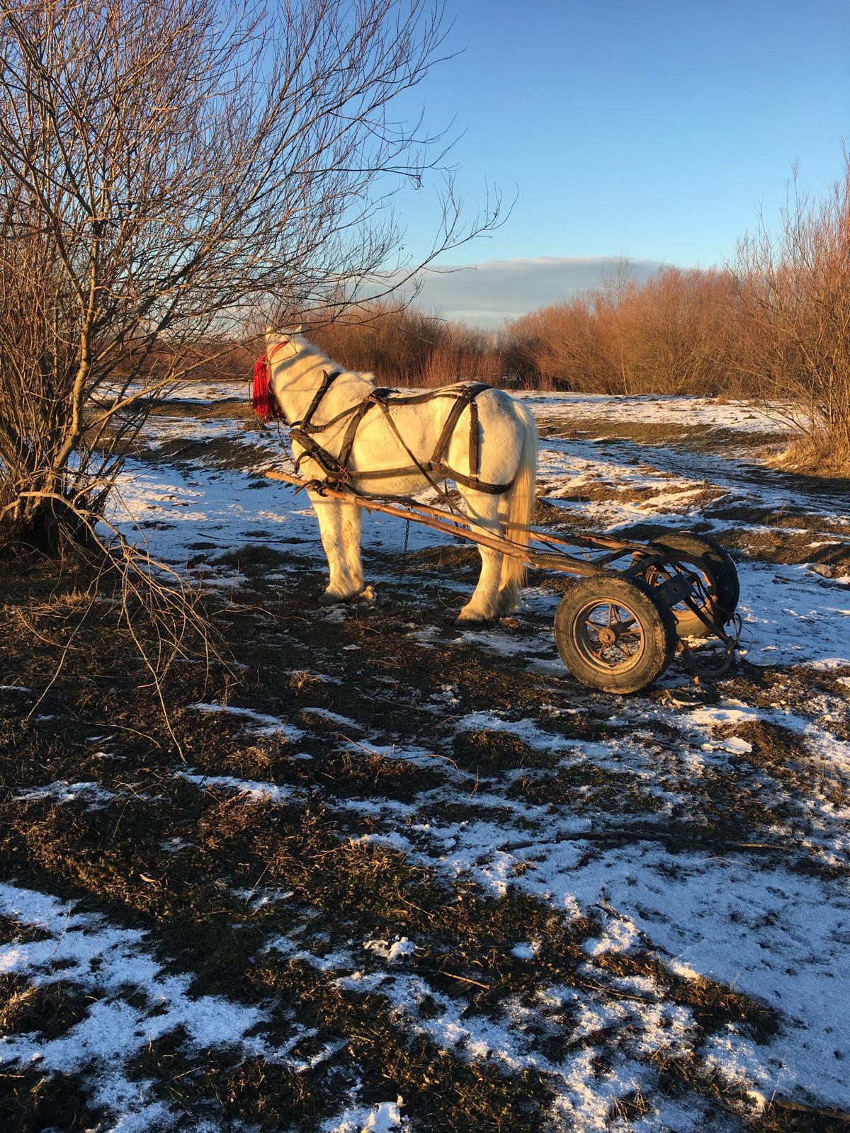 Un bărbat a fost găsit înecat în râul Moldova. Caii și căruța erau abandonate pe mal - Foto: ISU / imagine cu rol ilustrativ