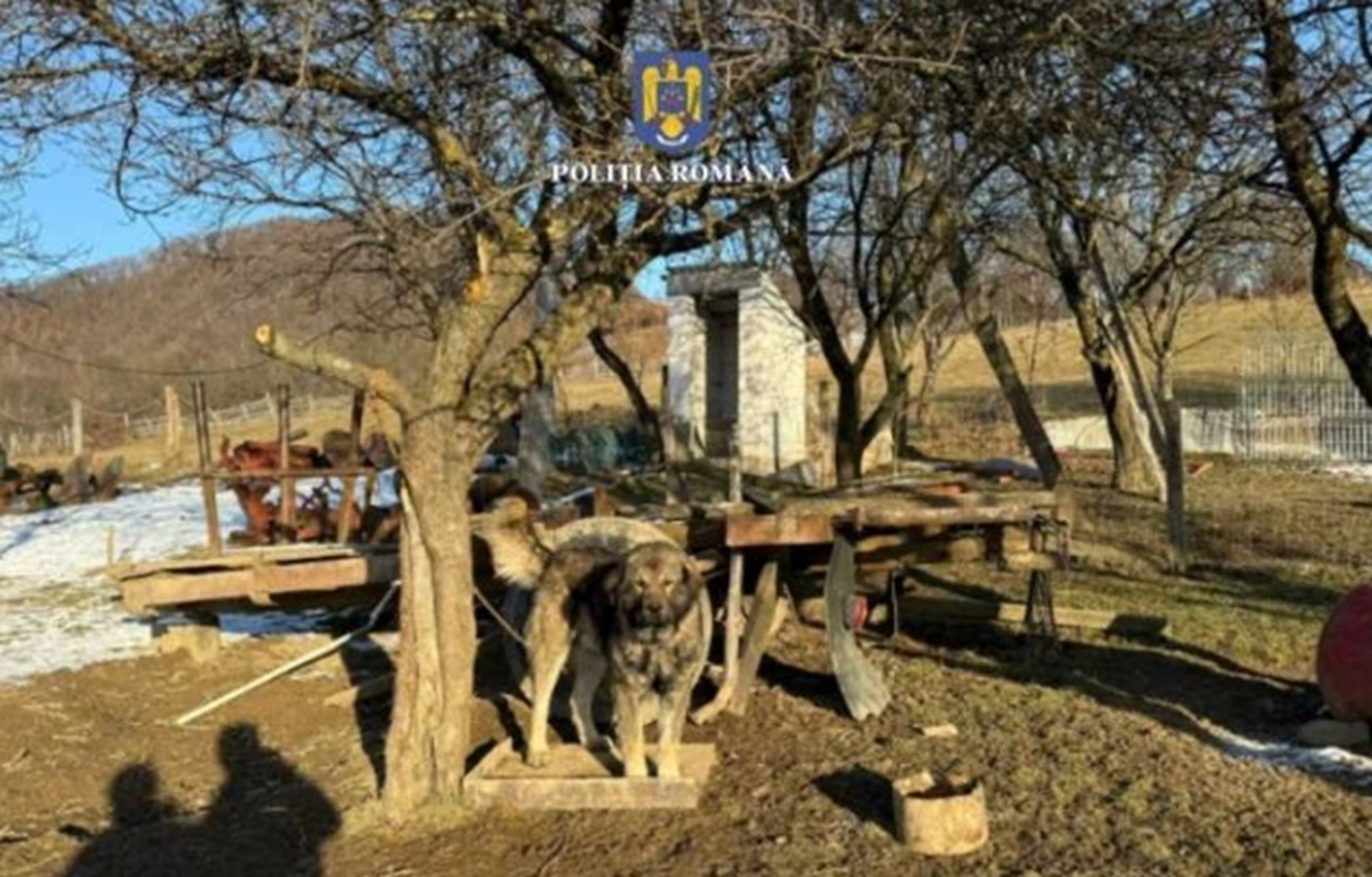 25.000 de lei amendă și 7 sancțiuni pentru un bărbat care și-a abandonat câinele pe un câmp: FOTO - Politia Romana(imagine cu rol ilustrativ)
