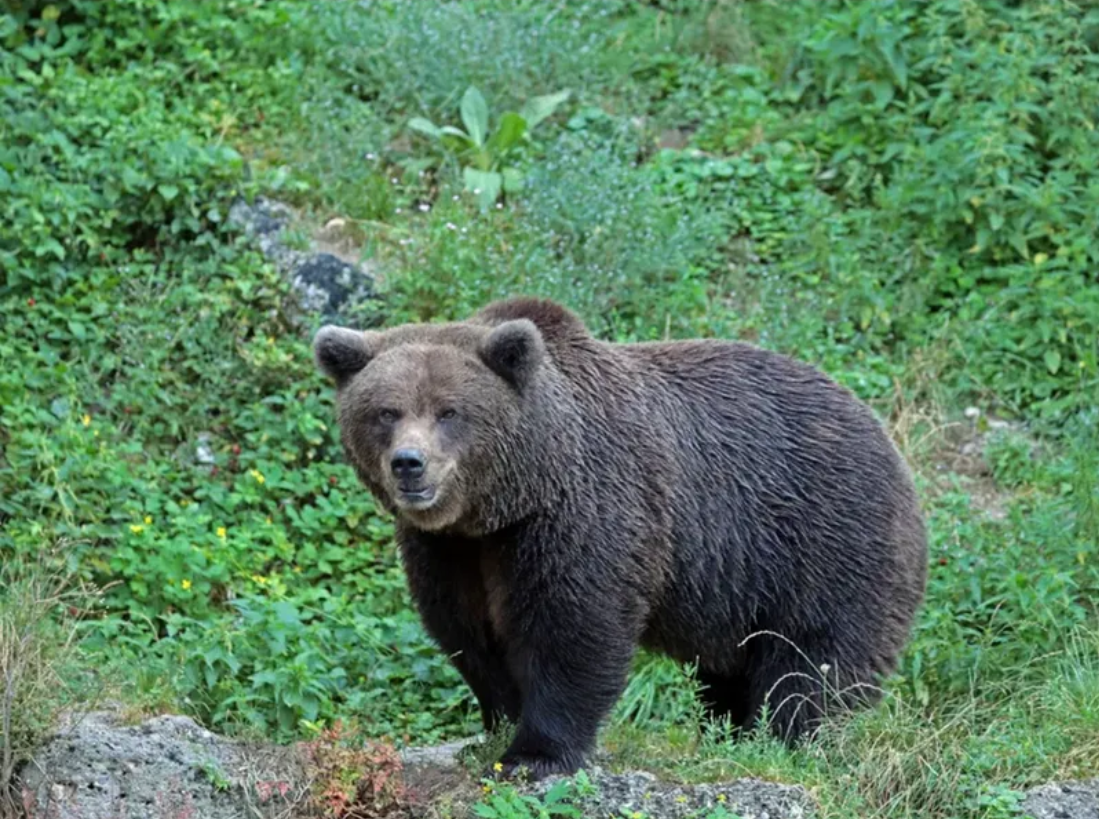 Ministrul Mediului, după atacul de la Predeal: Orice urs care pune în pericol viaţa omului, împuşcat - Foto: Profimedia Images (Imagine cu rol ilustrativ)