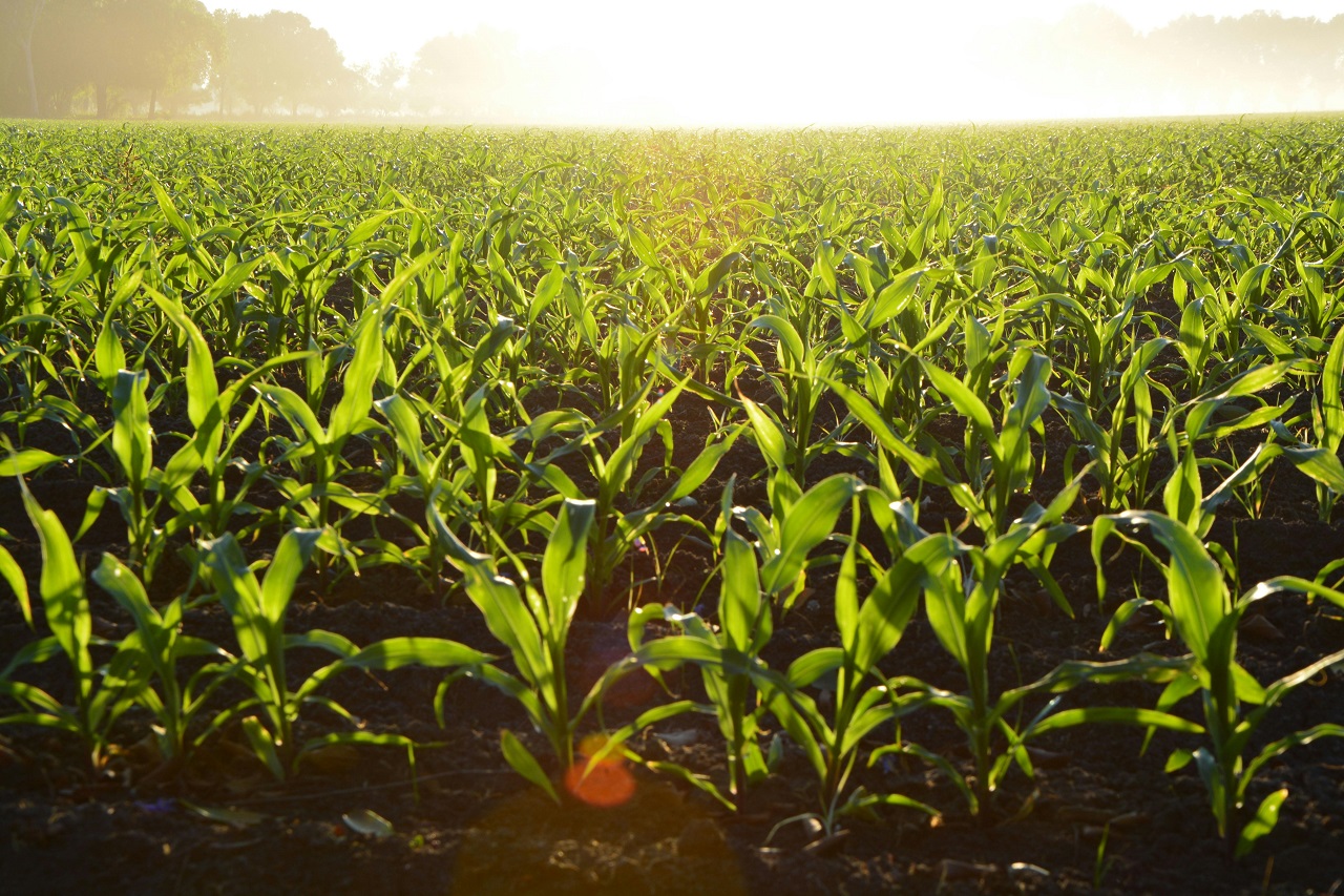 „Creditul Fermierului”, noua schemă de ajutor pentru agricultorii români - Foto: Pexels (cu rol ilustrativ)