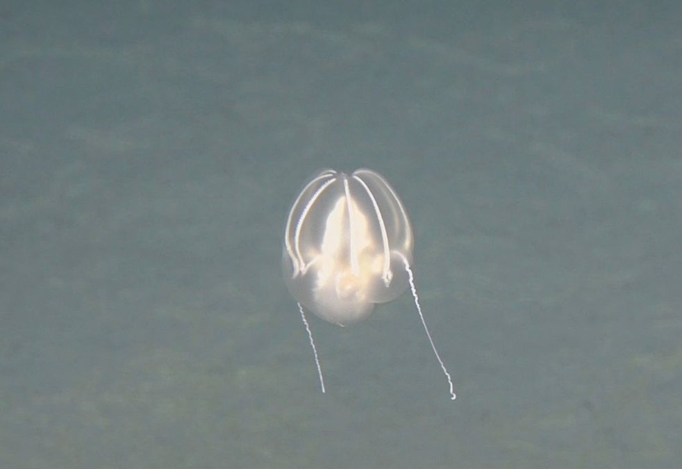 Un organism marin este fotografiat din submarinul Fendouzhe, în adâncurile oceanului - Foto: Pprofimedia Images (Imagine cu caracter ilustrativ)