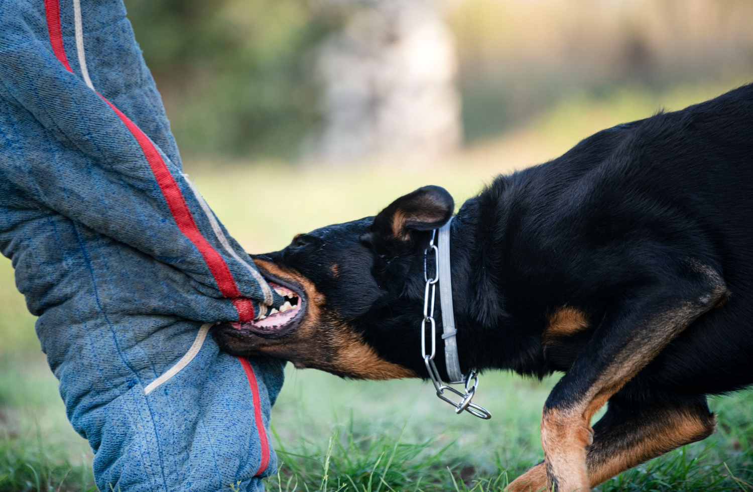 Un bărbat a murit după ce a fost mușcat de un câine fără stăpân. Rabia i-a fost fatală Foto: Freepik (fotografie cu caracter ilustrativ)