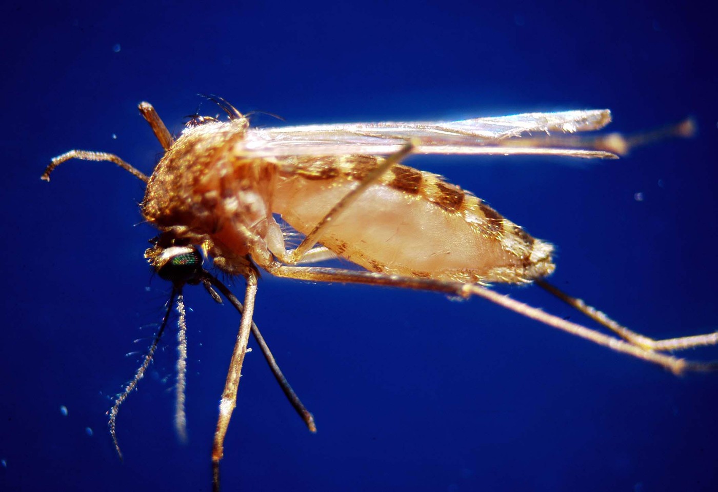 INSP: 13 cazuri de infecţie cu virusul West Nile înregistrate de la începutul lunii iunie - Foto: Profimedia
